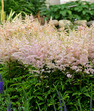 Astilbe, Younique Silvery Pink - Plants Seeds