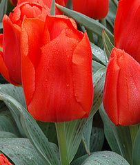 Tulip, Giant Orange Sunrise - Plants Seeds