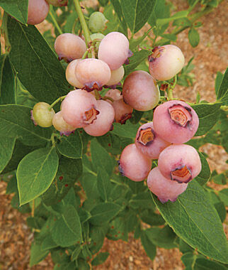 Blueberry, Pink Popcorn - Seedsplant