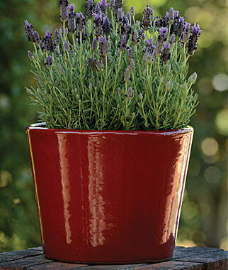 Lavender, Bandera Purple - Seedsplant