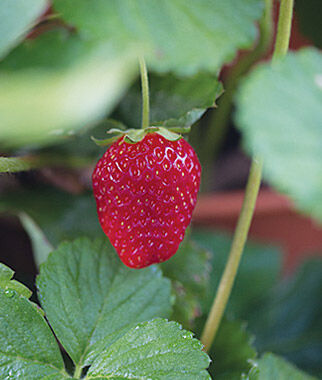 Strawberry, Sweet Kiss - Plants Seeds