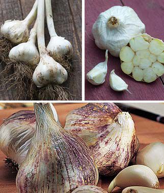 Favorite Southern Garlic Collection - Plants Seeds