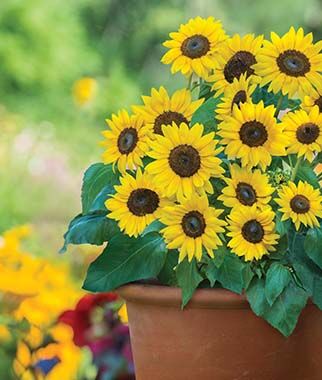 Sunflower, Sunray Yellow Hybrid - Plants Seeds