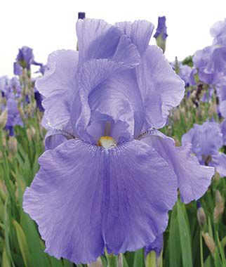 Iris, Sea Double - Seedsplant
