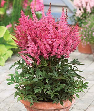 Astilbe, Younique Lilac - Plants Seeds
