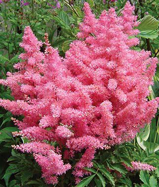 Astilbe, Younique Pink - Plants Seeds