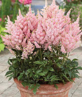 Astilbe, Younique Salmon - Plants Seeds