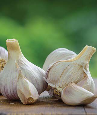 Garlic, Texas Rose - Plants Seeds