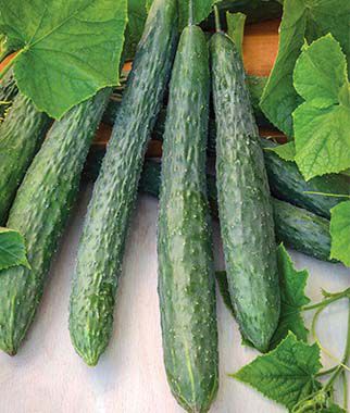 Cucumber, Dragon Suhyo Hybrid - Plants Seeds