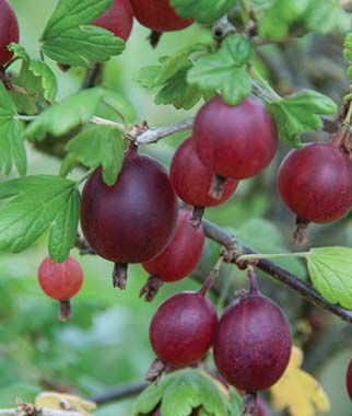Gooseberry, Black Velvet - Plants Seeds
