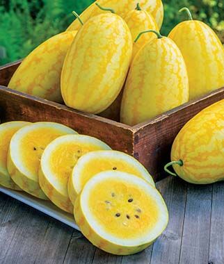 Watermelon, Gold in Gold Hybrid - Plants Seeds