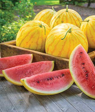 Watermelon,  Red in Gold Hybrid - Plants Seeds