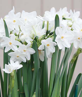 Narcissus, Paperwhite Ariel - Seedsplant