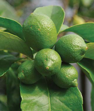 Bearss Lime Citrus Tree