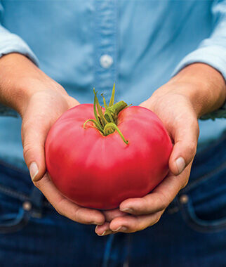 Tomato, Medium Rare Hybrid - Plants Seeds