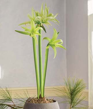 Cybister Amaryllis, Evergreen - Plants Seeds