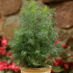 Dill, Fernleaf Seeds, 400mg