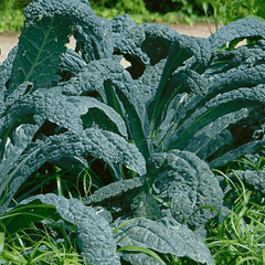 Kale, Lacinato Organic Seeds, 1.9g