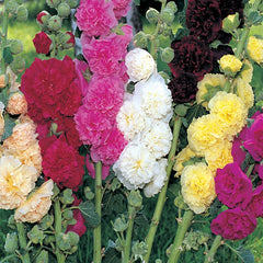 Hollyhock, Summer Carnival Mixed Colors Seeds, 900mg