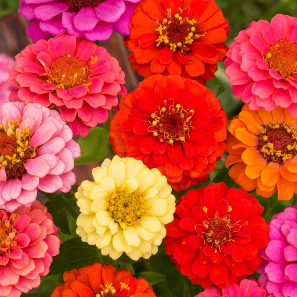 Zinnia, Thumbelina Mixed Colors Seeds, 800mg
