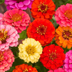 Zinnia, Thumbelina Mixed Colors Seeds, 800mg