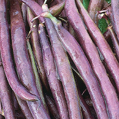 Bean, Royal Burgundy Seeds, 22.8g