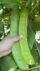 Big Green special  Beans Seeds   - Non Gmo - Heirloom Seeds