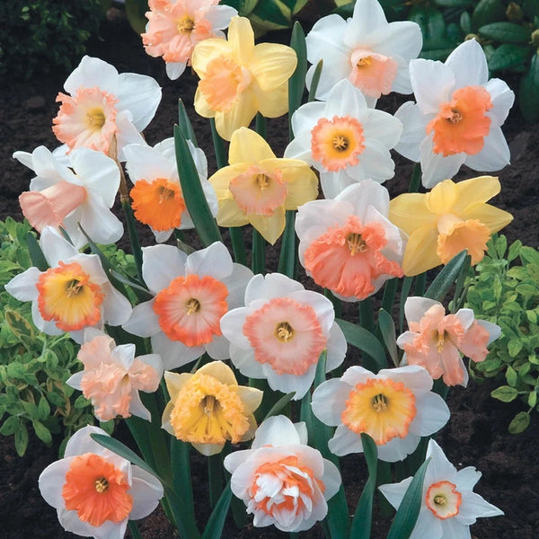 Hybridizer's Pink Daffodil Mixture