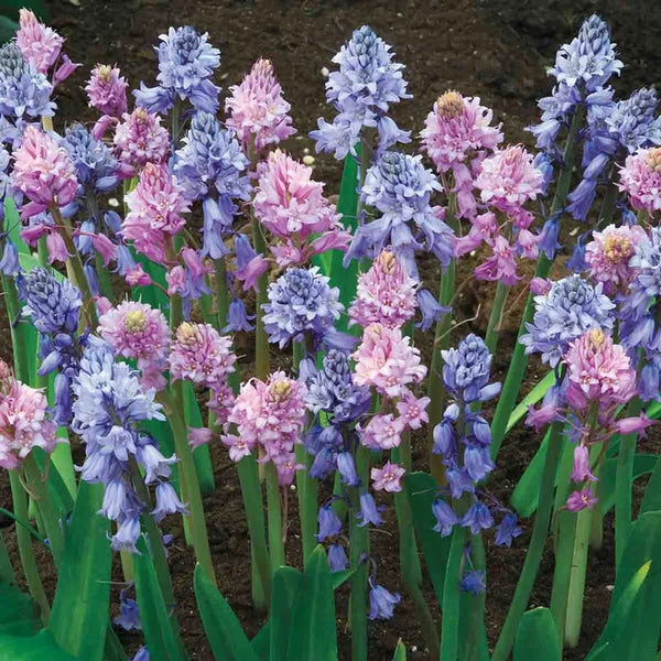 Spanish Blue and Pink Bells Mixture