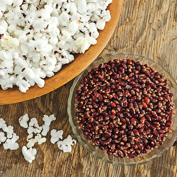 Mauveless Hybrid Popcorn Seed