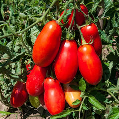San Marzano Tomato