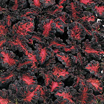 black dragon succulent Black Dragon Coleus Seeds
