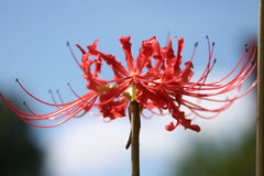 Lycoris Radiata Bulbs Spider Lily Hurricane Cluster Amayllis Growing Bonsai Roots Rhizomes Corms Tubers Potted Planting Reblooming Fragrant Garden Species Blooms Flower Seeds Plant Gardening