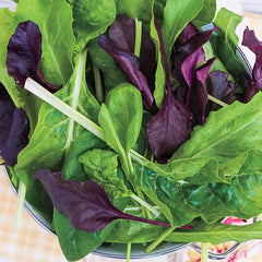 Gurney's® Superfood Salad Seed Blend