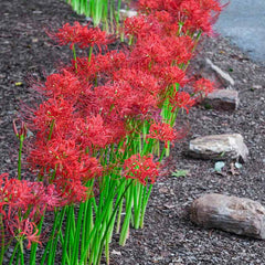 Perennial Lycoris Radiata Red Spider Lily Bulbs Hurricane Cluster Amayllis Growing Bonsai Roots Rhizomes Corms Tubers Potted Planting Reblooming Fragrant Garden Species Blooms Flower Seeds Plant Gardening