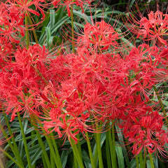 Perennial Lycoris Radiata Red Spider Lily Bulbs Hurricane Cluster Amayllis Growing Bonsai Roots Rhizomes Corms Tubers Potted Planting Reblooming Fragrant Garden Species Blooms Flower Seeds Plant Gardening