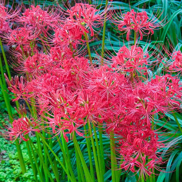 Perennial Lycoris Radiata Red Spider Lily Bulbs Hurricane Cluster Amayllis Growing Bonsai Roots Rhizomes Corms Tubers Potted Planting Reblooming Fragrant Garden Species Blooms Flower Seeds Plant Gardening