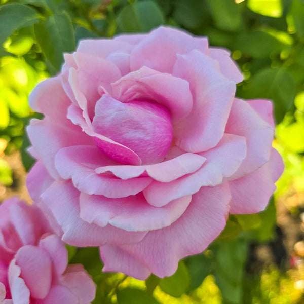 Memorial Day™ Hybrid Tea Rose