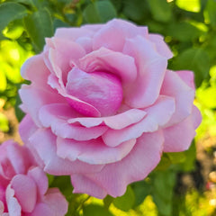 Memorial Day™ Hybrid Tea Rose
