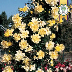 Golden Showers Climbing Rose