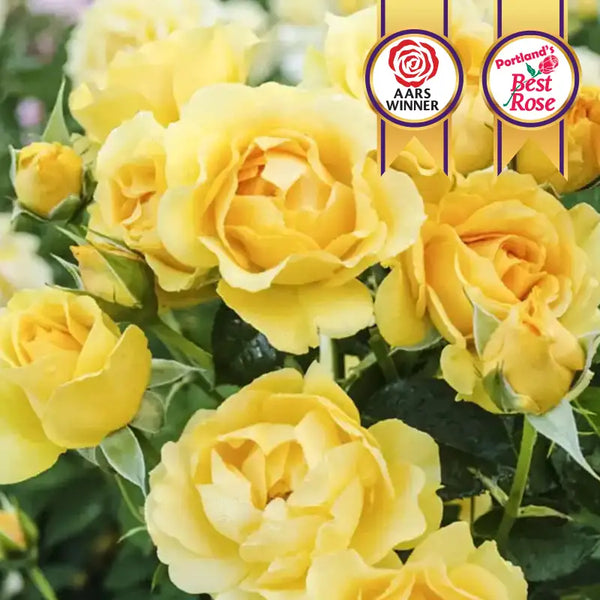 Julia Child Floribunda Rose Plant