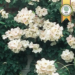 Sally Holmes Climbing Rose