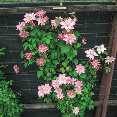 Clematis 'Little Mermaid