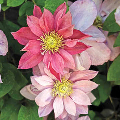 Clematis 'Little Mermaid