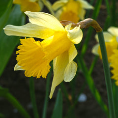 Wild Spanish Daffodil