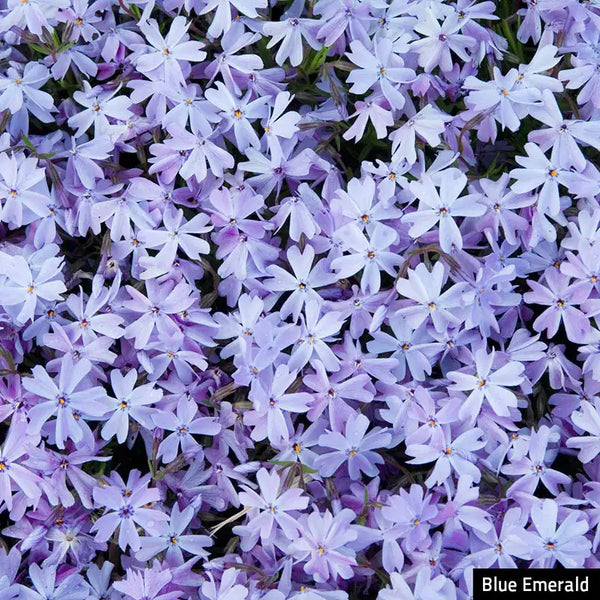 Emerald Blue Creeping Phlox Plant