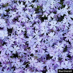 Emerald Blue Creeping Phlox Plant