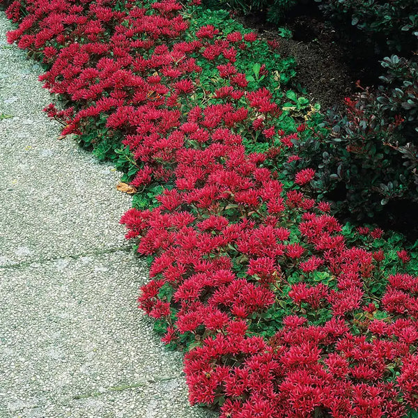 Dragon's Blood Sedum