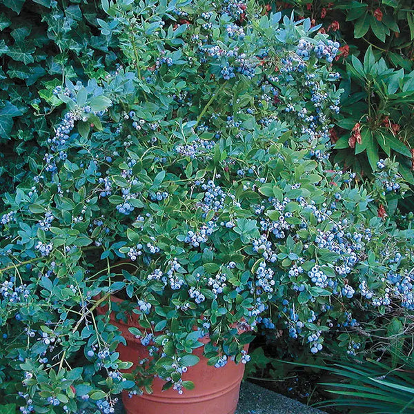 Sunshine Blue Southern Highbush Blueberry Plant