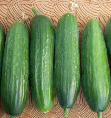 Picolino Organic Cucumber 20 Seeds - Seedsplant